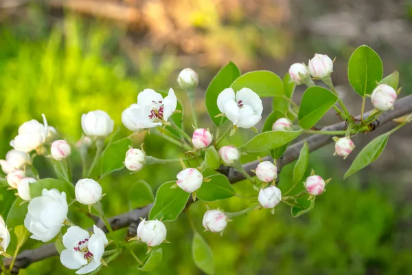 Branch with white pear flowers. Among the green foliage, white pear flowers stand out. The pear blossomed in the spring. Abundant flowering of the fruit tree.