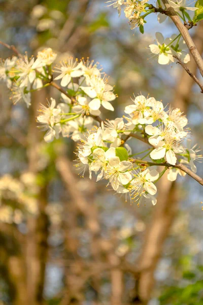 Plum blossoms in spring. Beautiful, white plum blossoms. the sun illuminates the plum blossoms. Plum blossoms at sunrise. In the early morning,