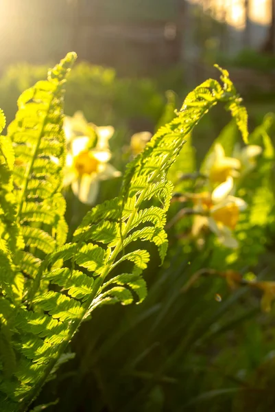 Farn Blättert Zeitigen Frühling Der Sonne Morgens Fällt Viel Sonne — Stockfoto