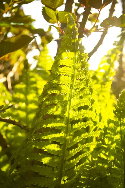 Schönes Farnblatt Licht Der Sonne Sonnenaufgang Auf Farnblättern Junge Farnblätter — Stockfoto