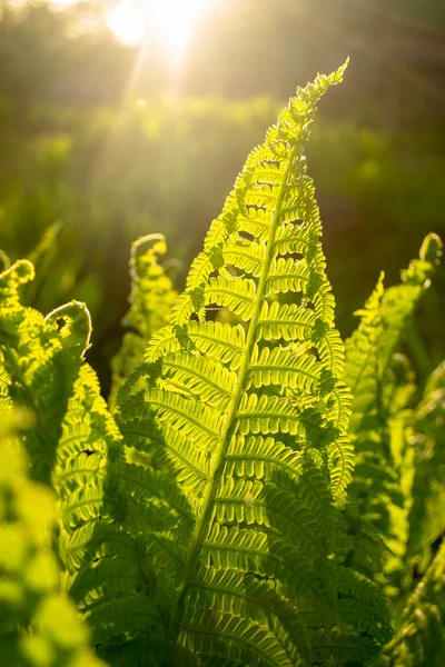 Beautiful fern leaf in the light of the sun. Sunrise on fern leaves. Young fern leaves are illuminated by the sun.