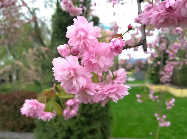 一棵开着粉红色花朵的树 树上美丽的花朵 有粉色花的树春天在公园里盛开 — 图库照片