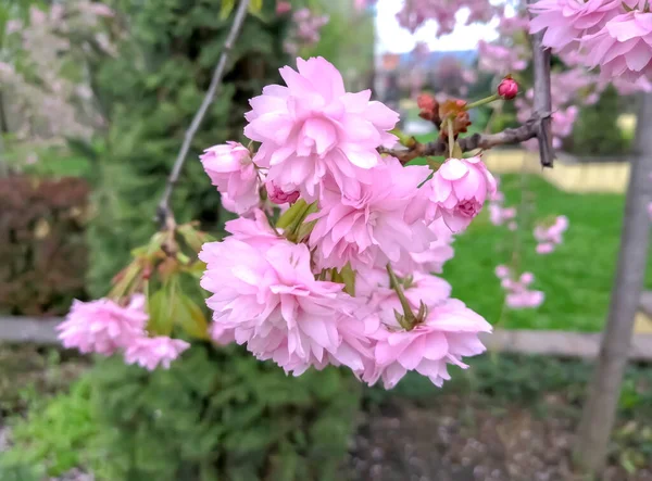 一棵开着粉红色花朵的树 树上美丽的花朵 有粉色花的树春天在公园里盛开 — 图库照片