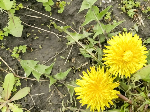 两个黄色的蒲公英在一起 春天的大蒲公英 地球背景上的两个黄色圆圈 春天的庄稼有用的蒲公英黄花特写 — 图库照片