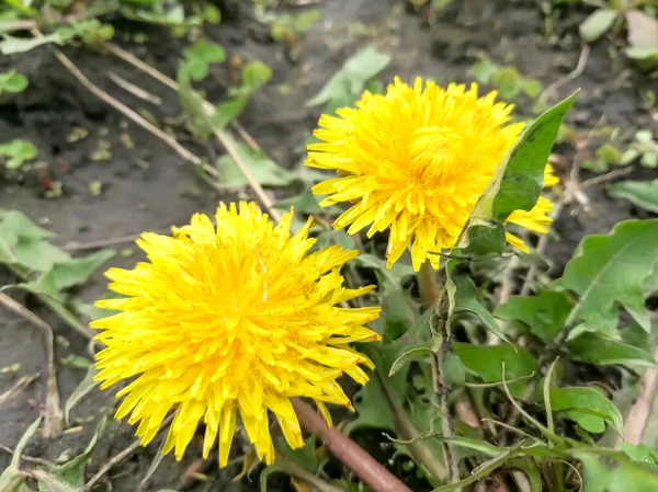 Two yellow dandelions together. large dandelions in spring. Two yellow circles on the background of the earth. Spring crops. Useful dandelions. Yellow flowers close-up.
