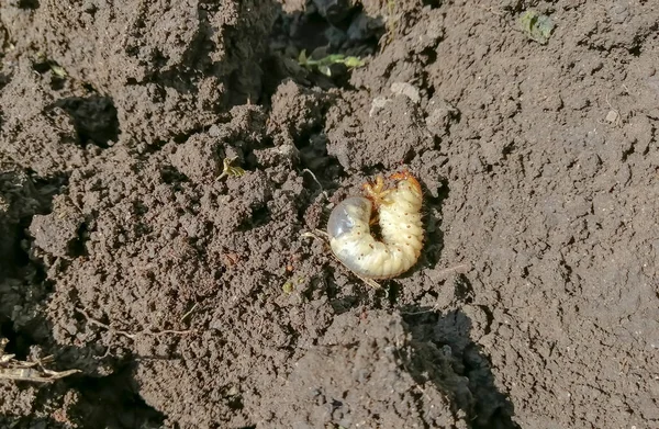 The larva of the May beetle in the ground. Digging the garden - pests - beetle larva. A large larva in the ground.