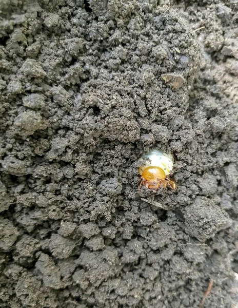 Larva Del Escarabajo Mayo Suelo Cavando Jardín Plagas Larva Escarabajo — Foto de Stock
