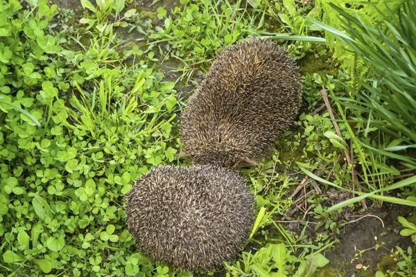 Two hedgehogs curled up in a ball on the ground. European hedgehogs sleep on the ground. Early in the morning, hedgehogs sleep in a flower bed.