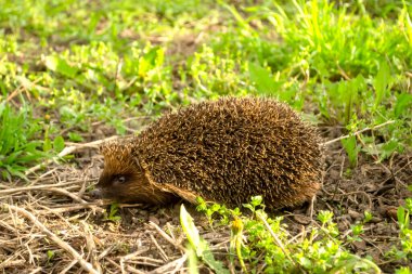 Doğada yakın çekim ericius. Vahşi kirpi. Baharın başında büyük, güzel bir kirpi..