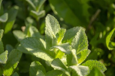 Bahçede genç bir kötülük büyüdü. Küçük nane yaprakları sabah çiğ ile kaplıdır. Koyu arkaplanda yeşil nane.