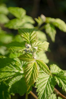 Ahududu çalılığında genç çiçek tomurcukları. Ahududu çiçekleri. Bahçedeki ahududuların üzerinde çiçek tomurcukları belirdi..