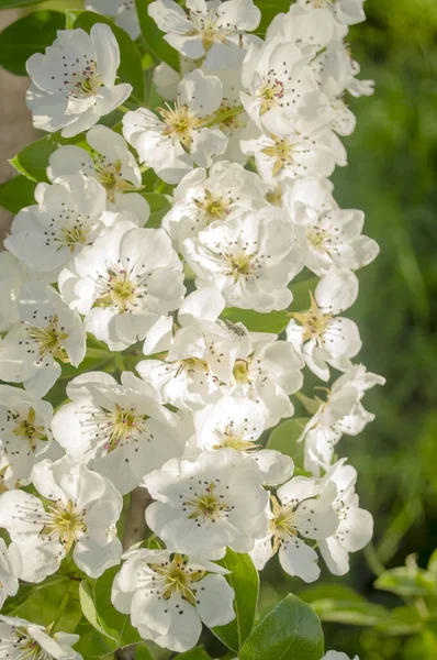 Many pear flowers on one branch. White flowers grow densely on a pear branch. Flowering of the pear tree in spring.