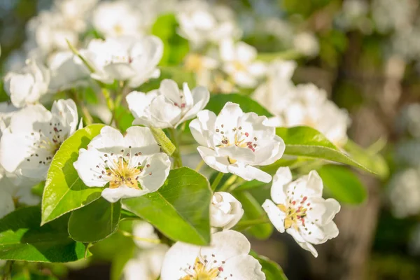 Many pear flowers on one branch. White flowers grow densely on a pear branch. Flowering of the pear tree in spring.