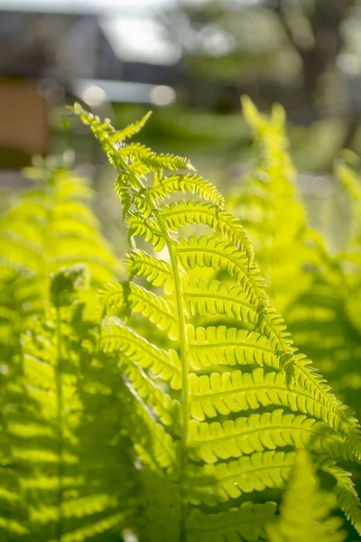 Beautiful fern leaves in the rays of sunlight. At dawn, the sun beautifully illuminates the fern. Direct light on fern leaves.