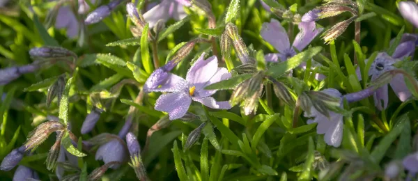 春花盛开 一种爬行植物的紫色花朵 小花和凤梨芽 — 图库照片