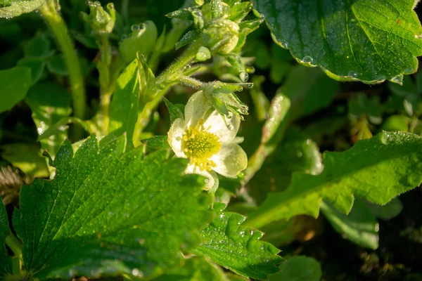 草莓上的花朵在特写中 绿色草莓灌木上的小白花 草莓在春天开花 — 图库照片