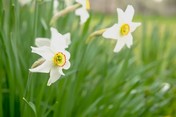 White daffodil in a flower bed. white daffodils with a yellow core. A beautiful daffodil grows in a flower bed. among the grass. Spring flowers.