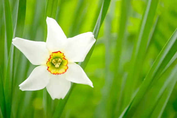 Bílý Narcis Záhonu Bílé Narcisy Žlutým Jádrem Krásný Narcis Roste — Stock fotografie