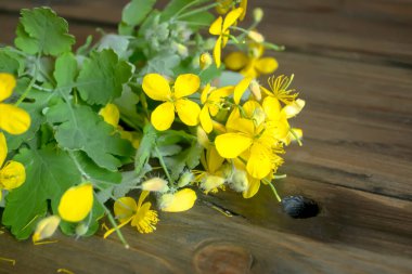 Tahta bir masada Celandine çiçekleri. Bir sürü Celandine çiçeği. Yararlı bahar mahsulleri - çiçek açan selandin.
