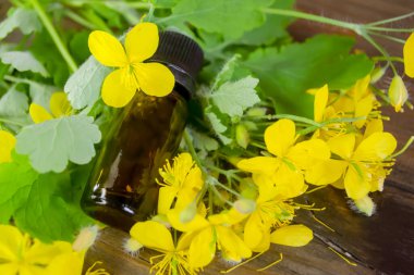 Celandine, ahşap bir masada, gerekli yağ şişesinin yanında yatıyor. Yararlı kültürler - bitkinin yanındaki masada gerekli celandin yağı. Sarı selandin çiçekleri.