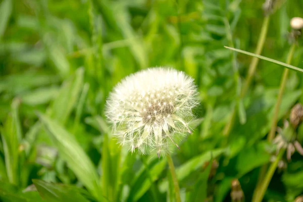 Fluffy dandelion in the grass. Dandelion with seeds stands out beautifully in the grass. The dandelion is the exception - the one with the fluffy head.