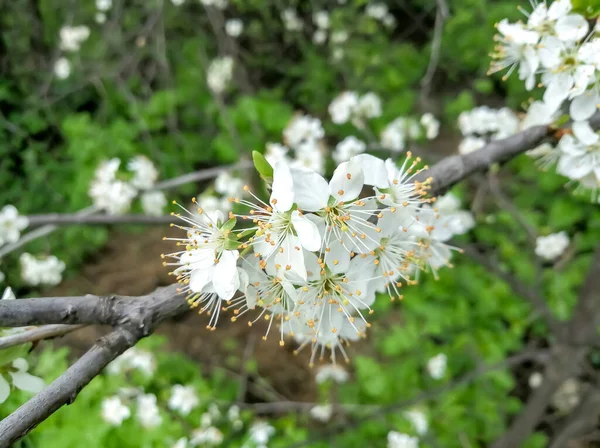 Branch with white pear flowers. Among the green foliage, white pear flowers stand out. The pear blossomed in the spring. Abundant flowering of the fruit tree.