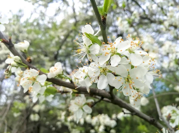 Birnenblüten Garten Frühjahrsblüte Eines Obstbaums Birnbaum Blühten Blumen Viele Blumen — Stockfoto