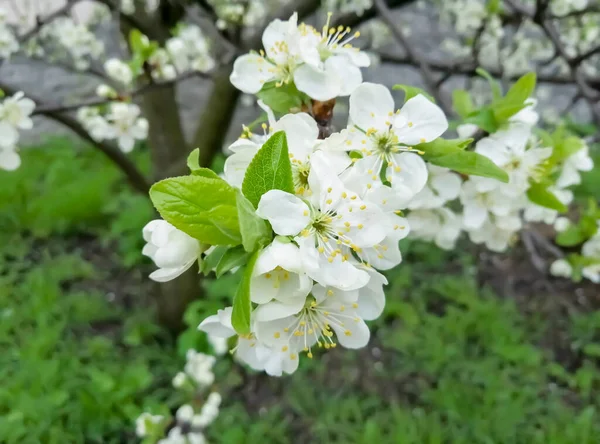 Pear blossoms in the garden. Spring flowering of a fruit tree. Flowers bloomed on the pear tree. A lot of flowers on a pear branch.