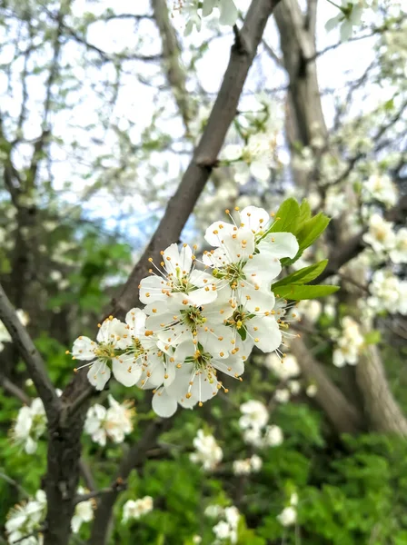 Körte Virágzik Kertben Egy Gyümölcsfa Tavaszi Virágzása Virágok Nyíltak Körtefán — Stock Fotó