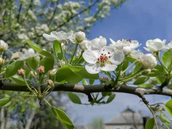 Pear blossoms in the garden. Spring flowering of a fruit tree. Flowers bloomed on the pear tree. A lot of flowers on a pear branch.