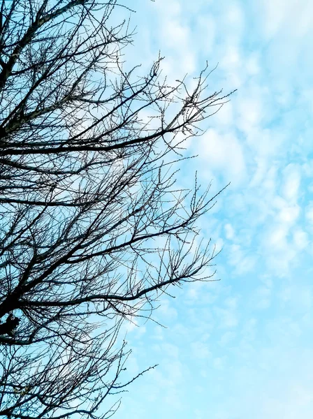 Tle Zachmurzonego Nieba Ciemne Gałęzie Drzewa Drzewo Bez Liści Wyróżnia — Zdjęcie stockowe