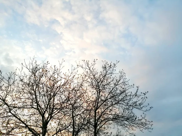Tle Zachmurzonego Nieba Ciemne Gałęzie Drzewa Drzewo Bez Liści Wyróżnia — Zdjęcie stockowe