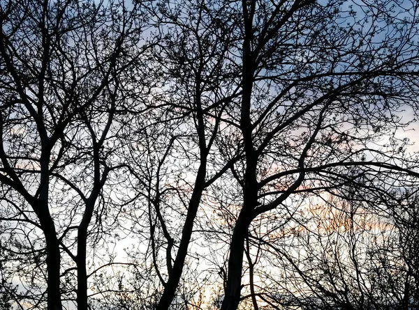Ciemne Sylwetki Drzew Pod Wieczornym Niebem Ciemne Pnie Drzew Gałęzie — Zdjęcie stockowe
