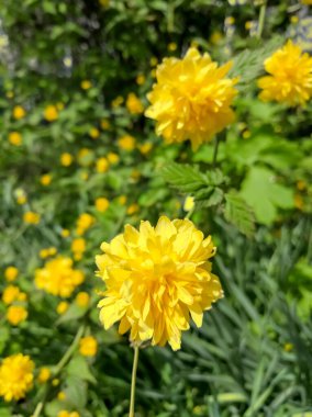 Sarı kerria, çiçek yetiştiriyor. Sarı çiçekli Kerria çalısı. Güzel sarı kerria baharda çiçek açar..