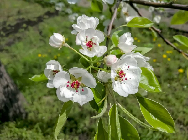 White Pear Blossoms Flowers Blossomed Pear Tree Fruit Tree Blooms — Stock Photo, Image