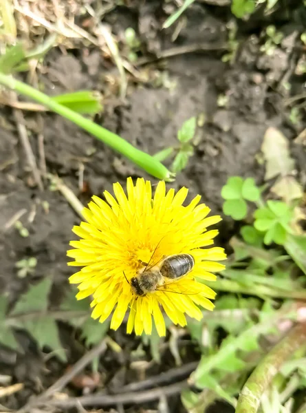 蜜蜂从蒲公英中采集花粉 黄色的蒲公英上有一只蜜蜂 从蜜蜂身上采集花粉的季节蜜蜂给花授粉 — 图库照片