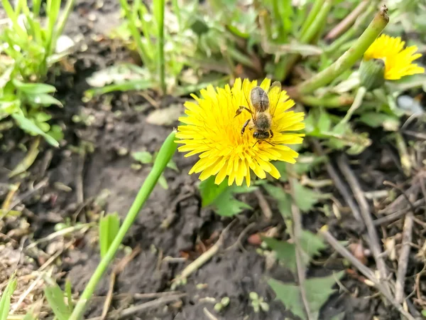 蜜蜂从蒲公英中采集花粉 黄色的蒲公英上有一只蜜蜂 从蜜蜂身上采集花粉的季节蜜蜂给花授粉 — 图库照片