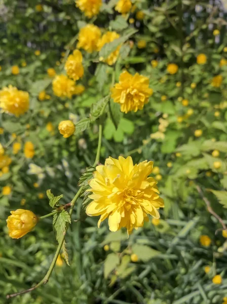 Querria Amarilla Que Crece Flor Arbusto Kerria Con Flores Amarillas —  Fotos de Stock