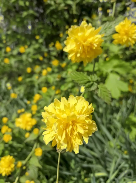 黄色的心房 科里亚灌木 美丽的黄色心房在春天绽放 — 图库照片