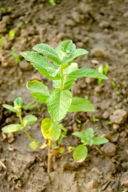 Bahçede yeşil nane. Naneli bir çalılığın gelişimi. Çalı üzerinde güzel yeşil nane yaprakları. Nane kokulu genç bir çalı..