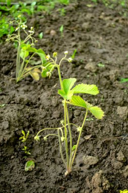 Organ naklinden sonra taze çilek çalısı. Çilek yaprakları yukarı doğru büyür, ekin yetiştirir. Bahçede birkaç çilek çalılığı var..