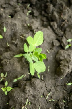 Taze bezelye. Bahar başında bezelye çalısı. Bahçede genç bir bezelye bitkisi.