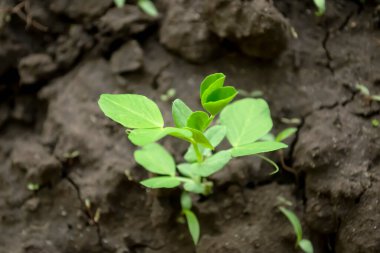 Taze bezelye. Bahar başında bezelye çalısı. Bahçede genç bir bezelye bitkisi.