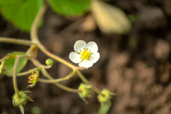 早春的草莓花 一种小草莓花 有白色的花瓣在地球的背面 — 图库照片