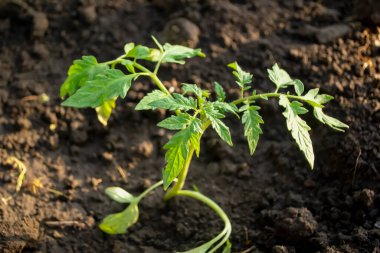 Domates fideleri toprağa ekilir. Bahçede küçük domates çalıları yetişiyor. Bahçedeki genç domates çalıları.