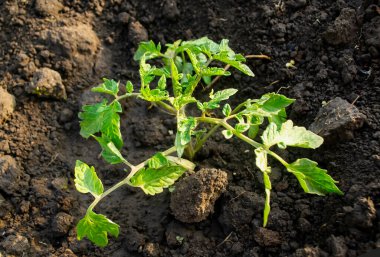 Domates fideleri toprağa ekilir. Bahçede küçük domates çalıları yetişiyor. Bahçedeki genç domates çalıları.