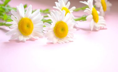 Soluk pembe arka planda papatyalar vardır. Sarı çekirdekli çiçekler ve pembe arka planda beyaz taç yaprakları. Açık pembe arka plan ve güzel papatyalar..