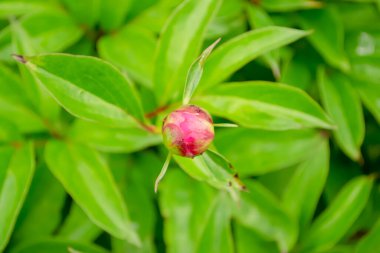 Peony bud on a bush. Pink peony. A bud appeared on the peony bush. A small bud of a pink peony. clipart