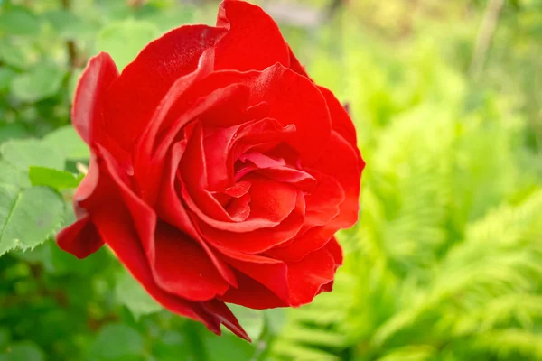 Červená Růže Rozkvetla Krásná Rudá Růže Kvete Zblízka Rose Zahradě — Stock fotografie