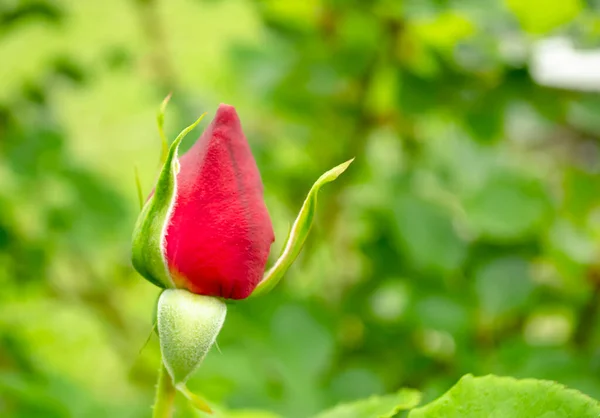 Τριανταφυλλιά Ανθίζουν Θάμνο Όμορφο Μπουμπούκι Θάμνο Κόκκινο Τριαντάφυλλο Γενέσει Νεαρό — Φωτογραφία Αρχείου